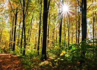 Les Forêts: Alliées de Notre Santé