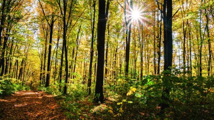 Les Forêts: Alliées de Notre Santé