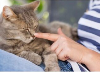 Votre Chat se Souvient-il Longtemps de Vous?