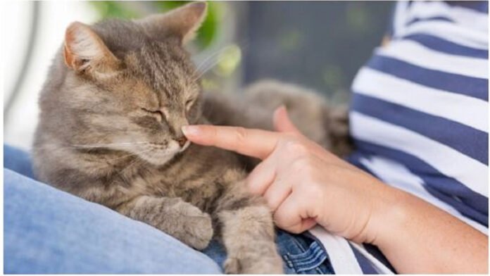 Votre Chat se Souvient-il Longtemps de Vous?