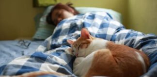 Pourquoi votre chat squatte votre lit ?