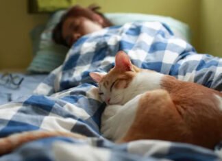 Pourquoi votre chat squatte votre lit ?