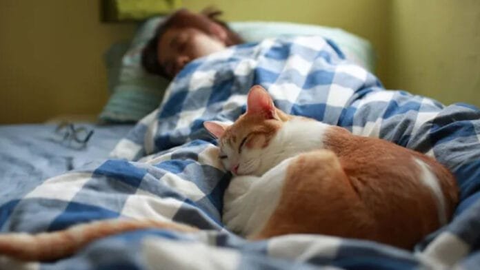 Pourquoi votre chat squatte votre lit ?