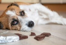 Pourquoi le chocolat est mauvais pour les chiens ?