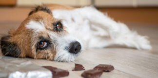 Pourquoi le chocolat est mauvais pour les chiens ?