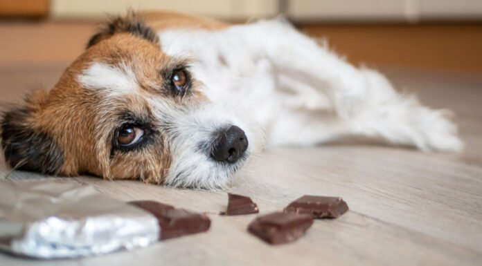 Pourquoi le chocolat est mauvais pour les chiens ?