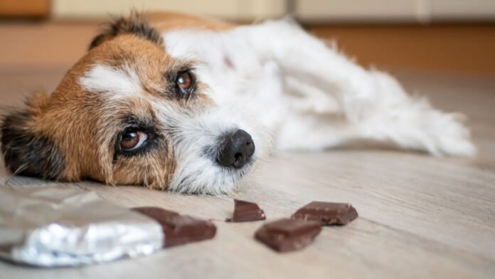 Pourquoi le chocolat est mauvais pour les chiens ?