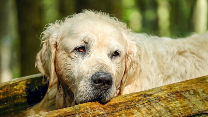 Nos animaux âgés méritent mieux !