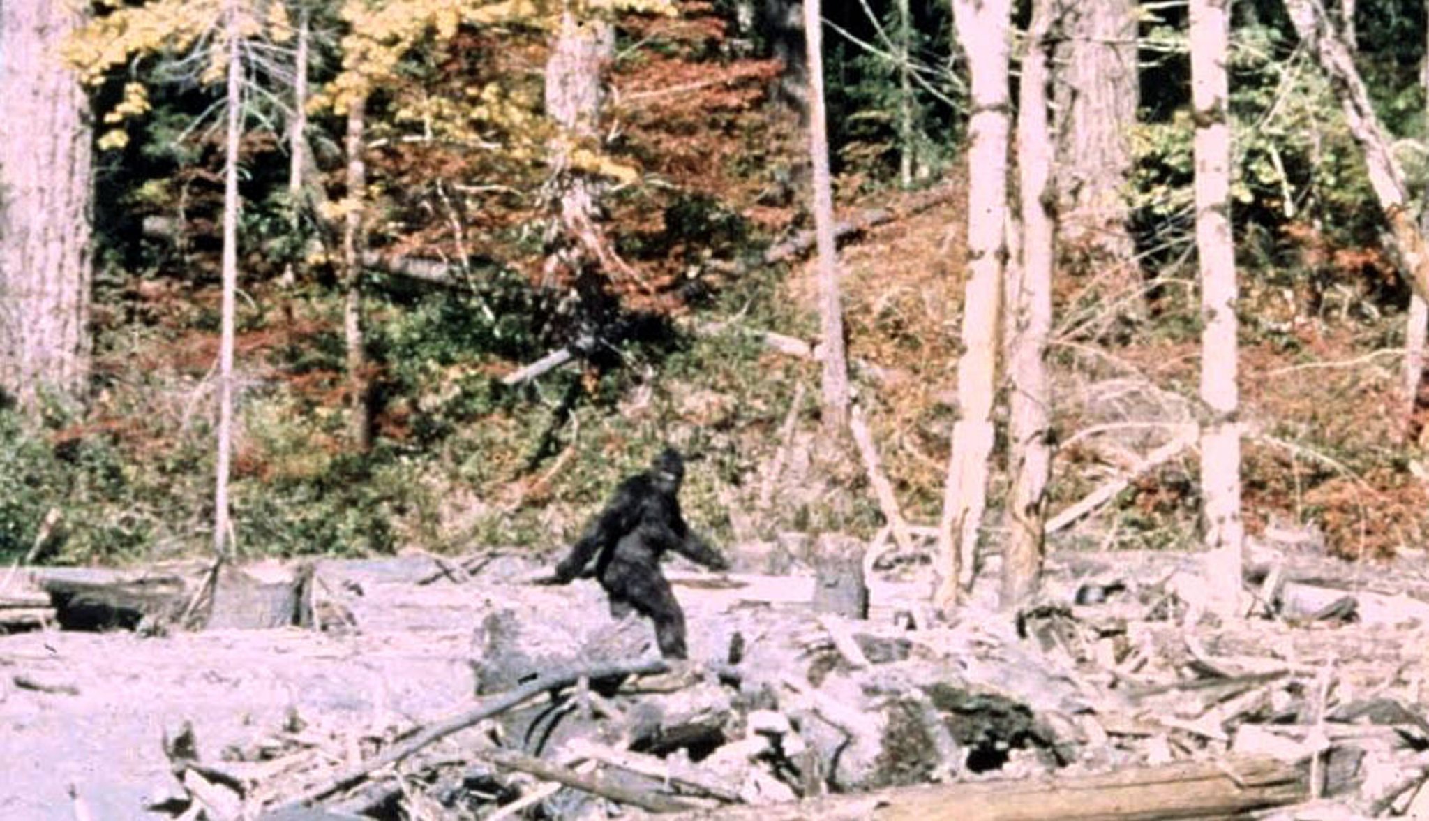 Image du film Patterson-Gimlin, censée représenter une femelle Bigfoot